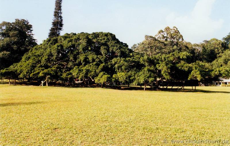 Botanischer Garten 6 